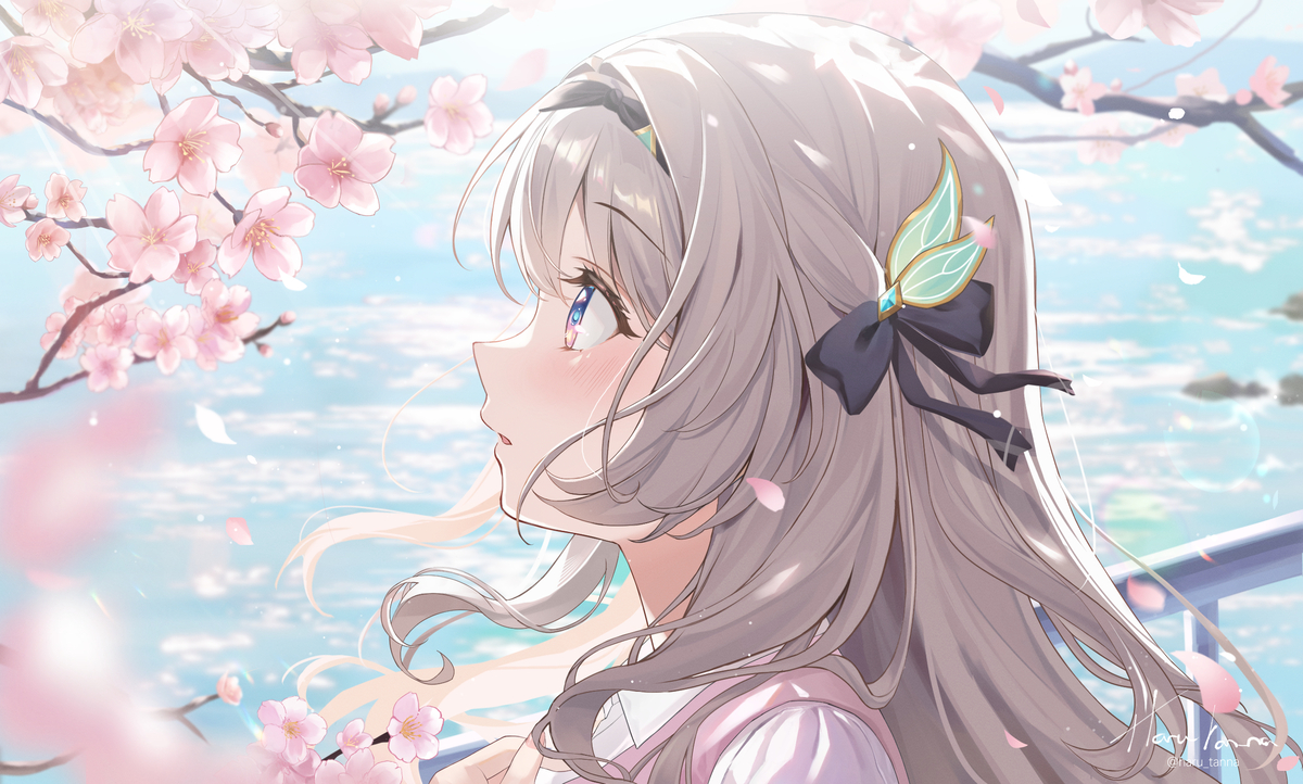Cherry Blossoms